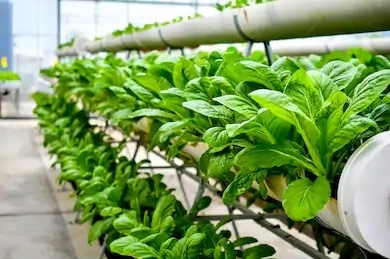 2019年深圳市農業發展專項資金農業綜合開發項目申請指南